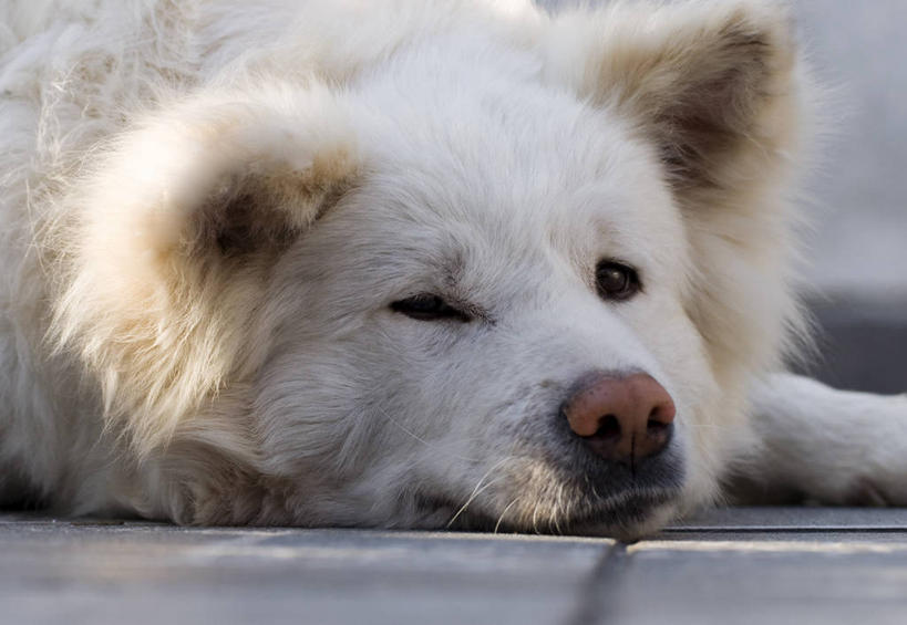 无人,横图,室内,白天,地板,宠物,狗,巴西,家畜,摄影,悲哀,圣保罗,圣保罗州,彩图