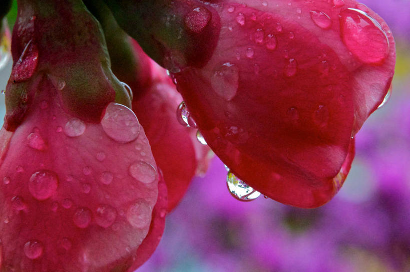 无人,横图,室外,特写,白天,水,美国,湿,花,花瓣,花朵,红色,雨滴,摄影,脆弱,清新,缅因州,温柏,彩图