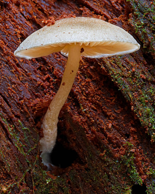 无人,竖图,室外,特写,白天,美国,蘑菇,树桩,苔藓,自然,摄影,生长,华盛顿州,彩图