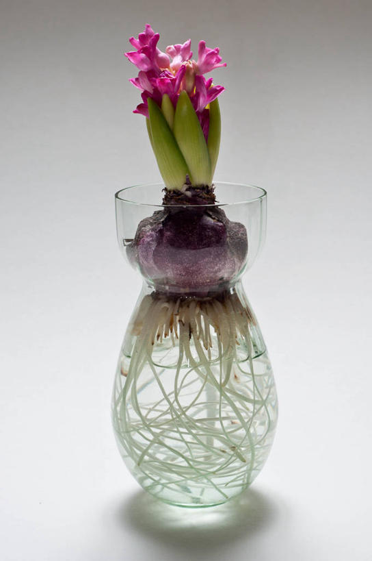 无人,竖图,特写,白色背景,水,风信子,花瓶,英国,花,摄影,脆弱,清新,萨里市,彩图,影棚拍摄