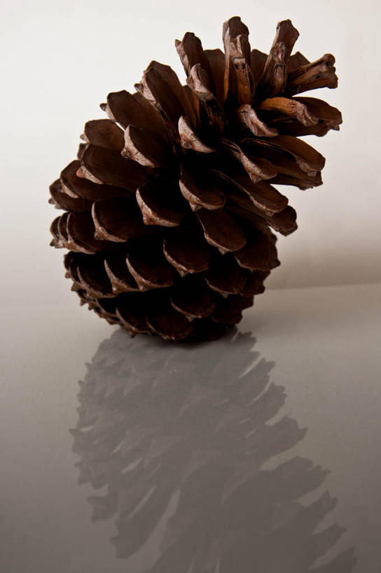 无人,竖图,特写,白色背景,英国,反射,松果,一个,摄影,单个,清新,萨里市,彩图,影棚拍摄