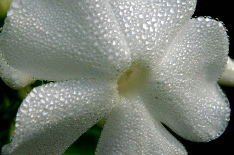 无人,横图,室外,特写,白天,美国,盛开,花蕾,花,花瓣,花朵,鲜花,一朵,花苞,花蕊,摄影,缅因州,草夹竹桃,彩图,宿根福禄考,天蓝绣球,夏福禄,锥花福禄考