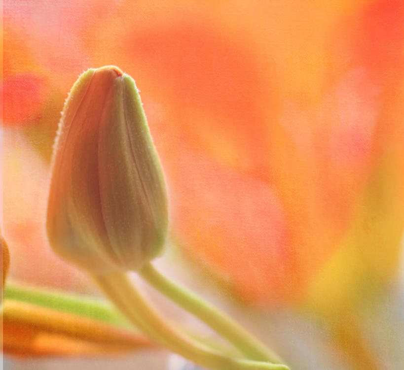 无人,横图,室外,特写,白天,挪威,花蕾,花,自然,橙色,摄影,生长,清新,卑尔根,散焦,彩图