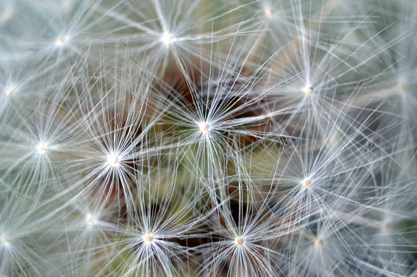 无人,横图,室外,特写,白天,爱情,蒲公英,种子,花,白色,自然,摄影,脆弱,清新,开朗,蒲公草,尿床草,黄花地丁,彩图