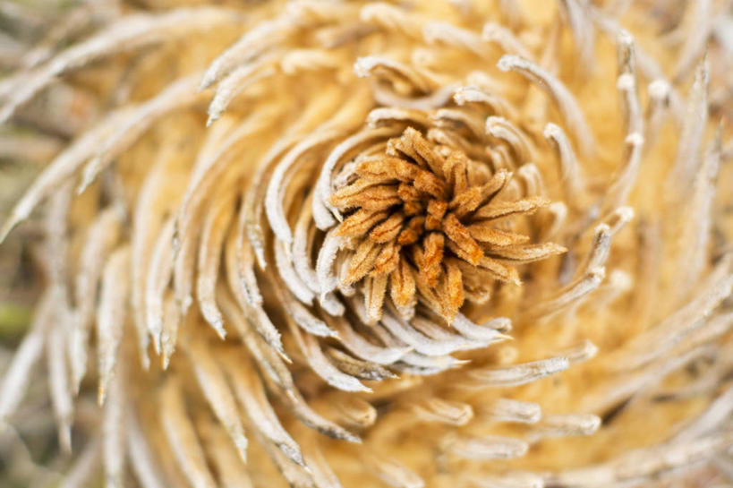 无人,横图,俯视,室外,背景,美景,哥斯达黎加,景观,自然,景色,摄影,生长,北美,北美洲,脆弱,自然风光,美洲,漩涡形,首府,北亚美利加洲,亚美利加洲,哥斯达黎加共和国,彩图,高角度拍摄,全画面,全框架,全帧,阿拉胡埃拉省,全画幅,阿拉胡埃拉