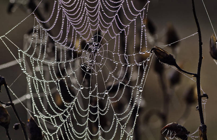 无人,横图,室外,特写,白天,水,西班牙,湿,蜘蛛网,水滴,摄影,复杂,脆弱,彩图