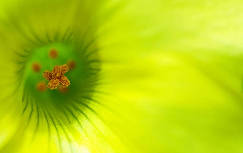 无人,横图,室外,特写,白天,瑞士,盛开,花蕾,花,花瓣,花朵,鲜花,一朵,黄色,绿色,花苞,花蕊,摄影,生长,脆弱,清新,花粉,彩图