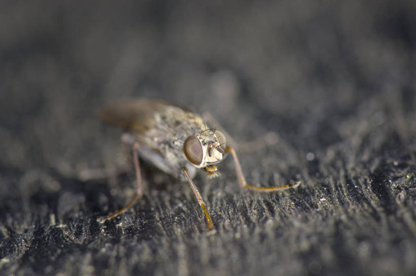 无人,横图,室外,特写,白天,野生动物,英国,昆虫,动物,摄影,益虫,岩石,彩图,感知
