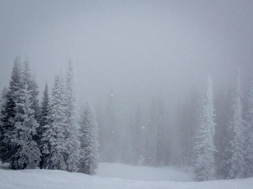 无人,横图,室外,白天,雪,雾,美国,覆盖,冬天,下雪,天气,树,自然,寒冷,摄影,科罗拉多州,彩图,斯廷博特斯普林斯