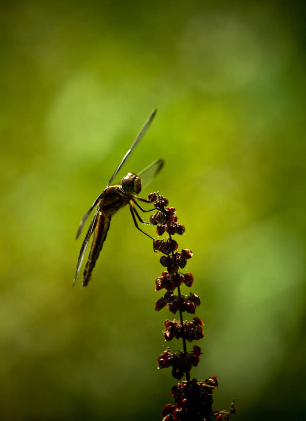 无人,竖图,室外,特写,白天,野生动物,美国,蜻蜓,昆虫,自然,动物,摄影,灌木,益虫,伊利诺斯州,彩图