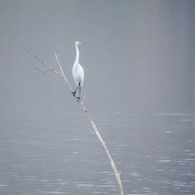 无人,方图,室外,白天,湖,水,野生动物,美国,苍鹭,鸟类,树,摄影,栖息,加利福尼亚,圣地牙哥市,死水,彩图