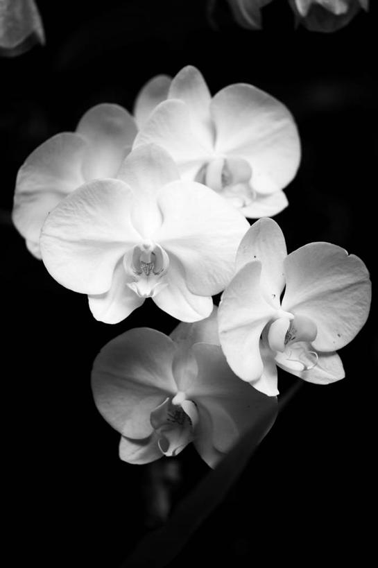 无人,竖图,特写,蝴蝶兰,新加坡,黑色背景,首都,花,花瓣,白色,摄影,脆弱,清新,新加坡市,兰花,彩图,影棚拍摄