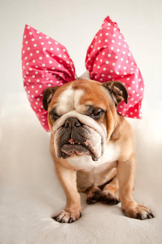 无人,竖图,特写,白色背景,宠物,狗,荷兰,斗牛犬,斑点,粉色,家畜,摄影,巨大,庞大,英格兰斗牛犬,宏大,硕大,伟大,乌特勒支,彩图,影棚拍摄