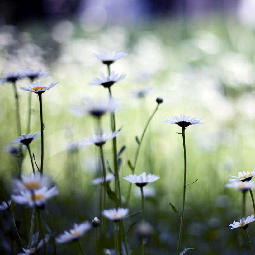 无人,方图,室外,白天,草地,斯洛文尼亚,茎,首都,雏菊,花,花瓣,自然,摄影,生长,脆弱,清新,卢布尔雅那,彩图