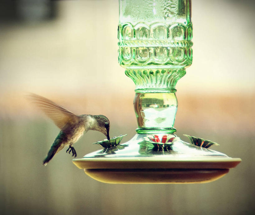 无人,横图,室外,白天,蜂鸟,野生动物,美国,鸟类,摄影,德克萨斯,彩图