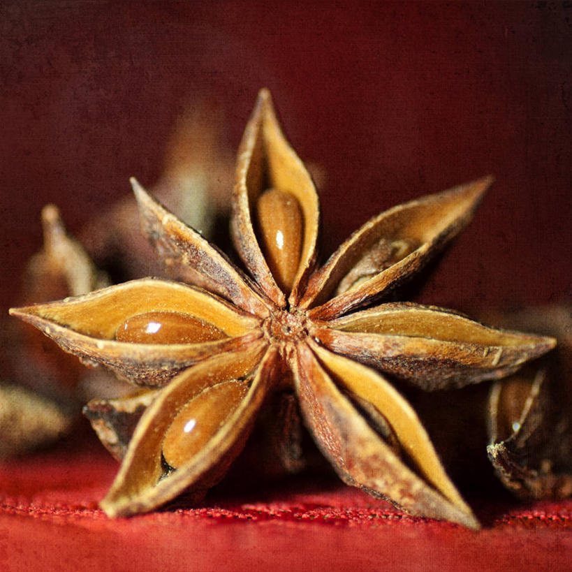 无人,方图,室内,特写,荷兰,桌布,花,红色,自然,摄影,脆弱,式样,彩图