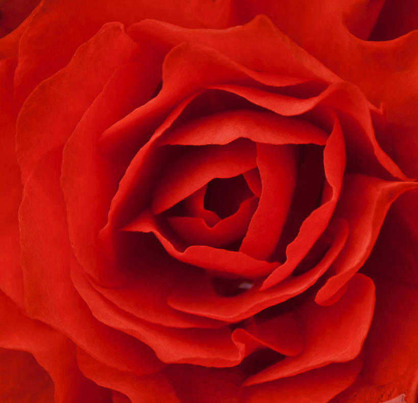 无人,横图,特写,英国,花,花瓣,红色,自然,摄影,秋海棠,脆弱,雄蕊,清新,彩图,全画面,全框架,全帧,全画幅