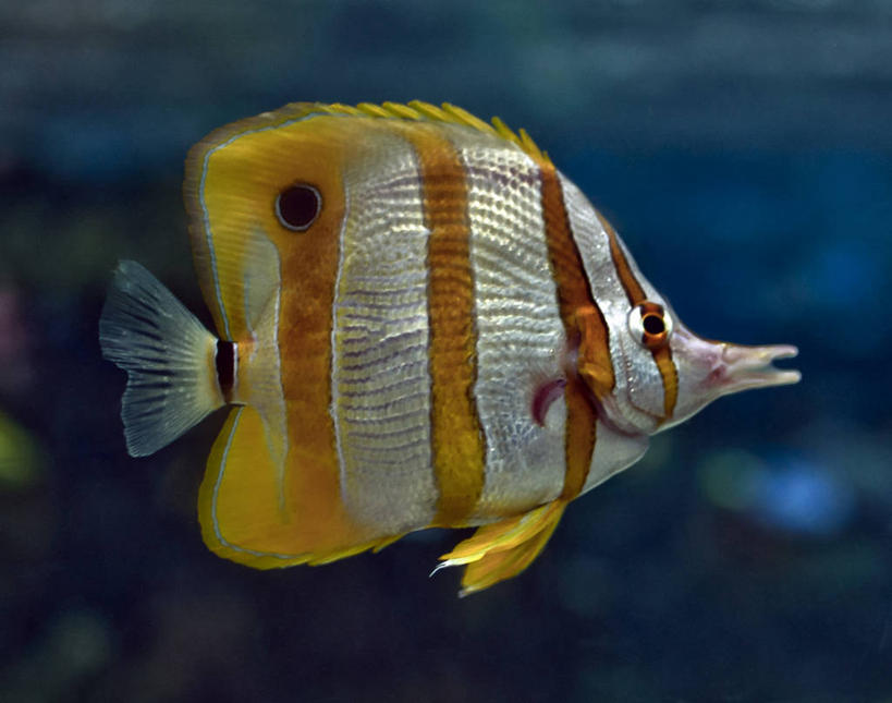 无人,横图,特写,水下,野生动物,英国,蓝色背景,鱼类,白色,橙色,摄影,蓝刺蝶鱼,彩图