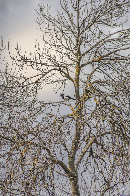 无人,竖图,室外,白天,仰视,野生动物,西班牙,鸟类,首都,树,天空,自然,马德里,摄影,彩图,低角度拍摄