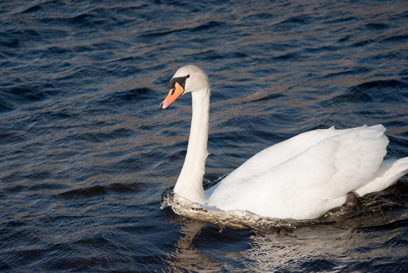 游泳,无人,横图,室外,特写,白天,湖,水,野生动物,天鹅,爱尔兰,欧洲,漂浮,鸟类,白色,摄影,西欧,芒斯特省,爱尔兰共和国,凯里郡,芒斯特,彩图