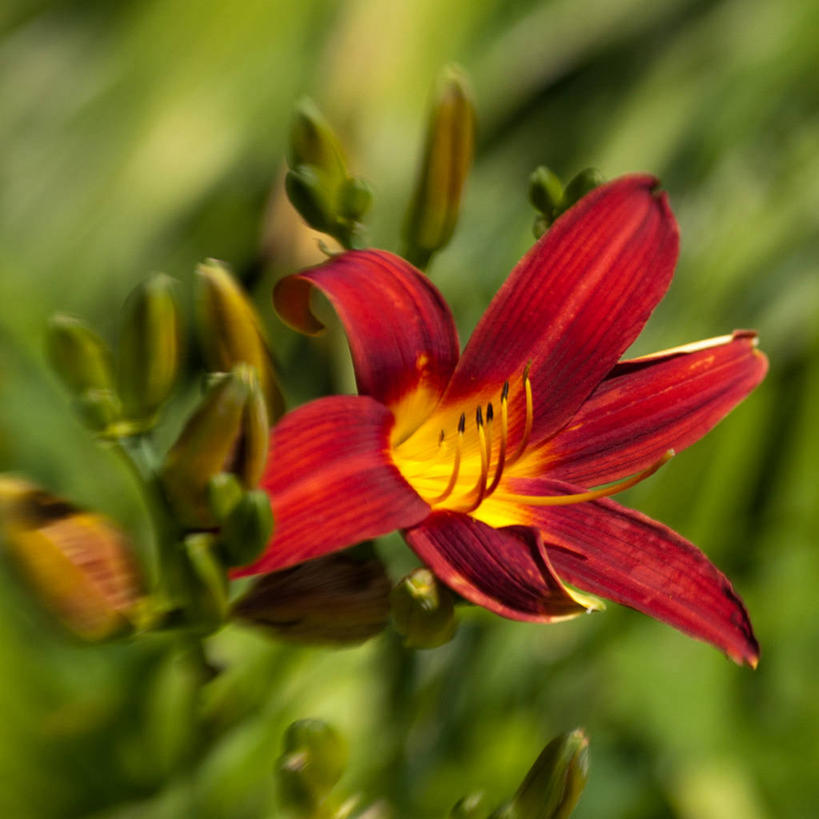 无人,方图,室外,特写,白天,荷兰,盛开,花蕾,花,花瓣,花朵,鲜花,一朵,黄色,红色,自然,花苞,花蕊,摄影,生长,脆弱,雌蕊,清新,彩图