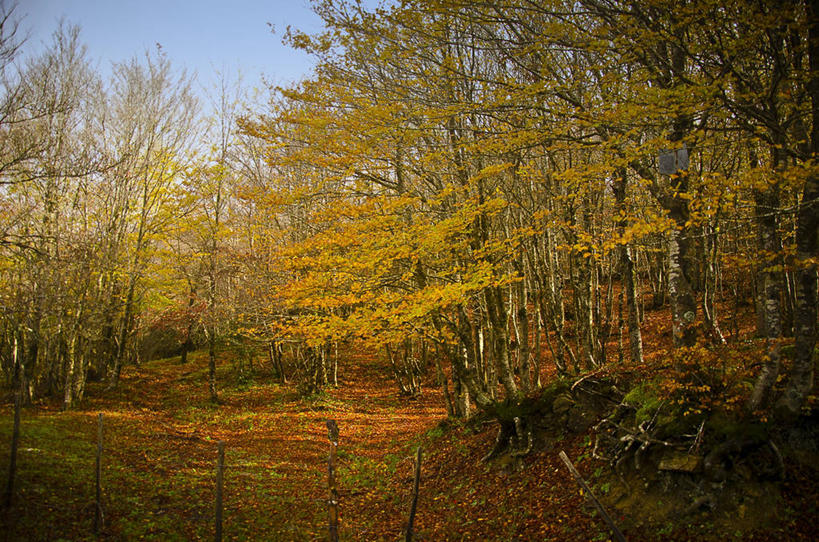 无人,横图,室外,白天,美景,森林,树林,意大利,景观,小路,树,自然,景色,摄影,宁静,国家公园,西西里,自然风光,万里无云,卡塔尼亚,彩图