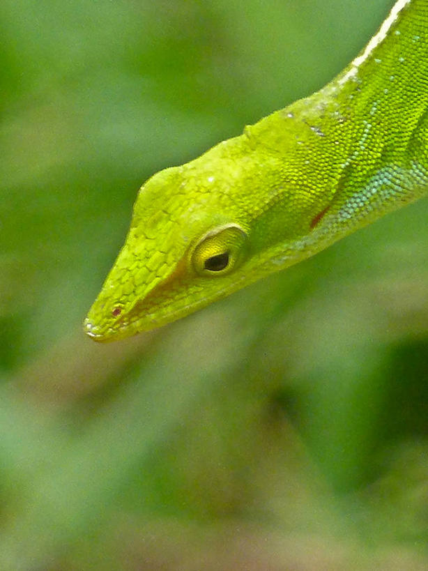 无人,竖图,室外,特写,白天,石头,峡谷,野生动物,蜥蜴,古巴,石子,山谷,绿色,摄影,拉丁美洲,岩层,比那尔德里奥,石块,岩石,彩图