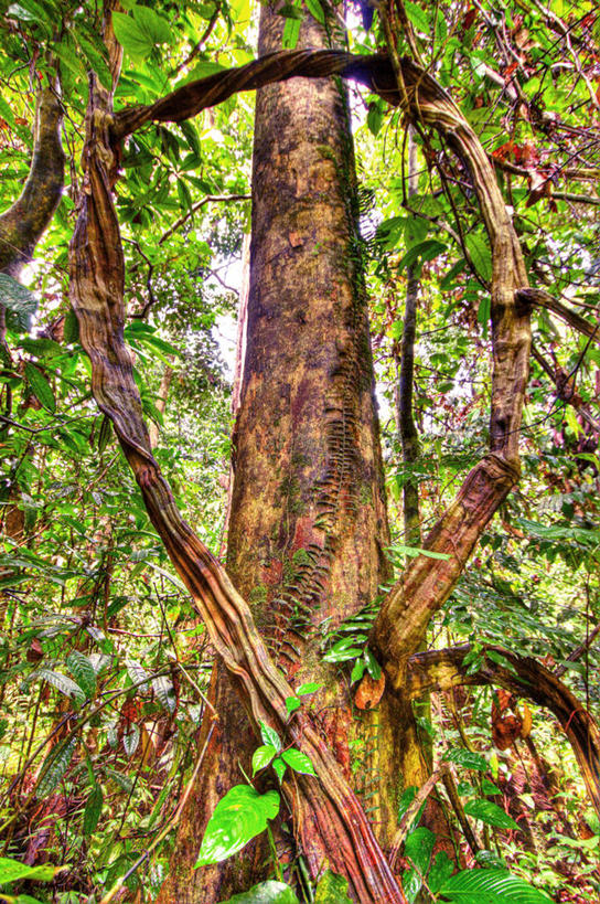 无人,竖图,室外,白天,美景,森林,叶子,马来西亚,景观,枝,树干,自然,景色,摄影,生长,自然风光,沙巴州,彩图