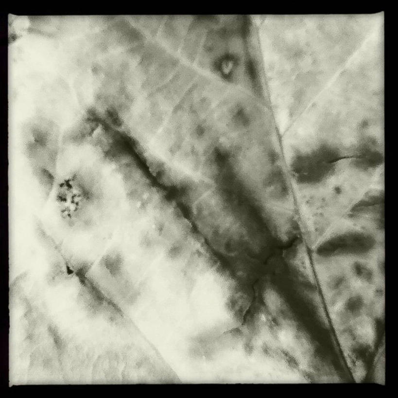 无人,方图,黑白,室外,特写,白天,抽象,叶子,美国,摄影,腐烂,改变,纽约州