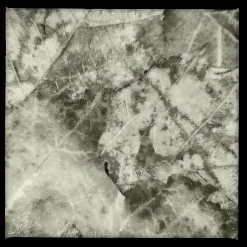 无人,方图,黑白,室外,特写,白天,叶子,美国,摄影,腐烂,脆弱,改变,纽约州