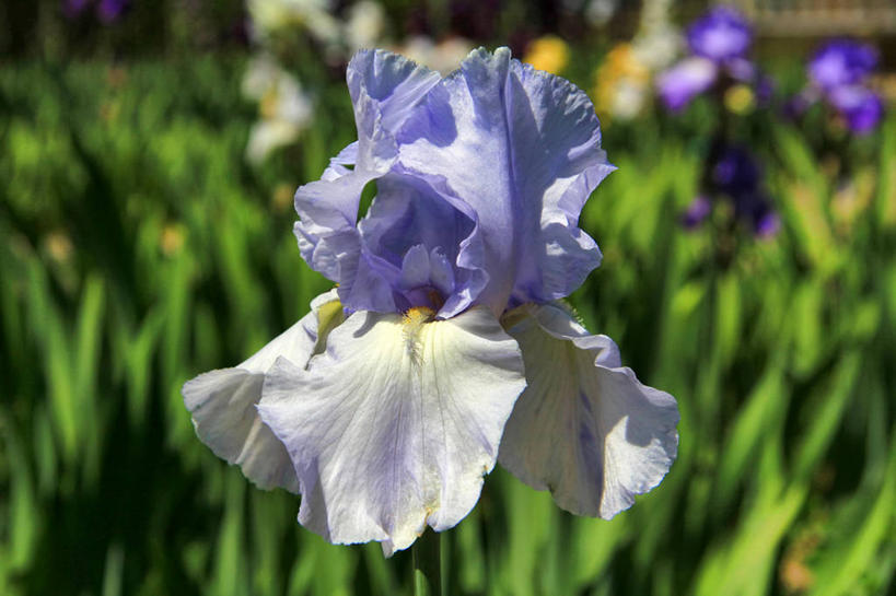 无人,植物园,横图,室外,特写,白天,日光,美国,盛开,花蕾,花,花瓣,花朵,鲜花,自然,花苞,花蕊,摄影,生长,脆弱,鸢尾,清新,加利福尼亚,彩图