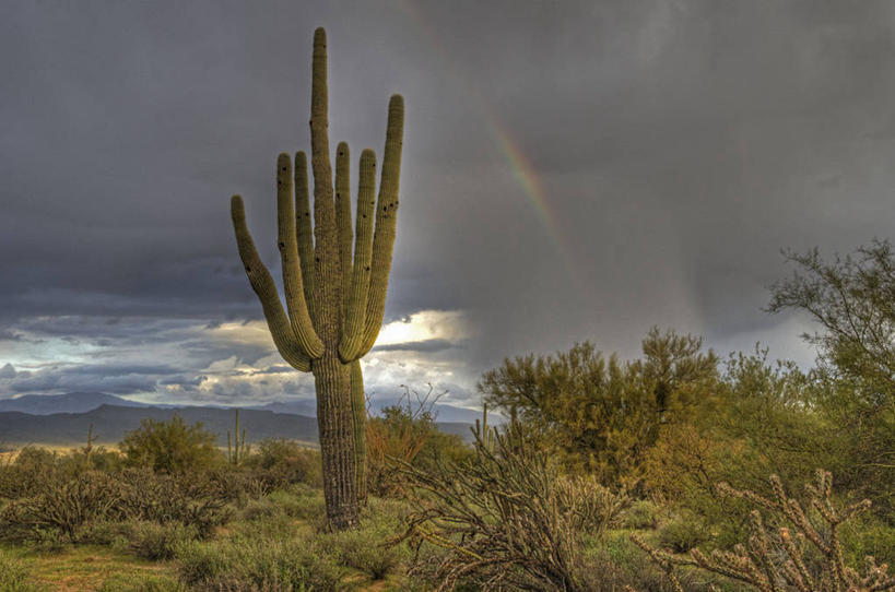 无人,横图,室外,白天,彩虹,沙漠,山脉,仙人掌,美国,云,风景,自然,摄影,生长,宁静,亚利桑那,彩图