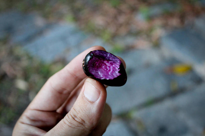 手,一个人,横图,室外,特写,白天,水果,巴西,咬,拿着,探索,摄影,部分,咬着,清新,健康食物,乌榄,彩图