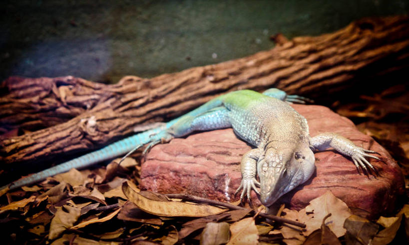 无人,横图,室外,特写,白天,野生动物,蜥蜴,叶子,巴西,鬣蜥,昆虫,褐色,动物,摄影,石龙子,泉龙,猪婆蛇,四脚蛇,蜴,圣保罗州,岩石,彩图