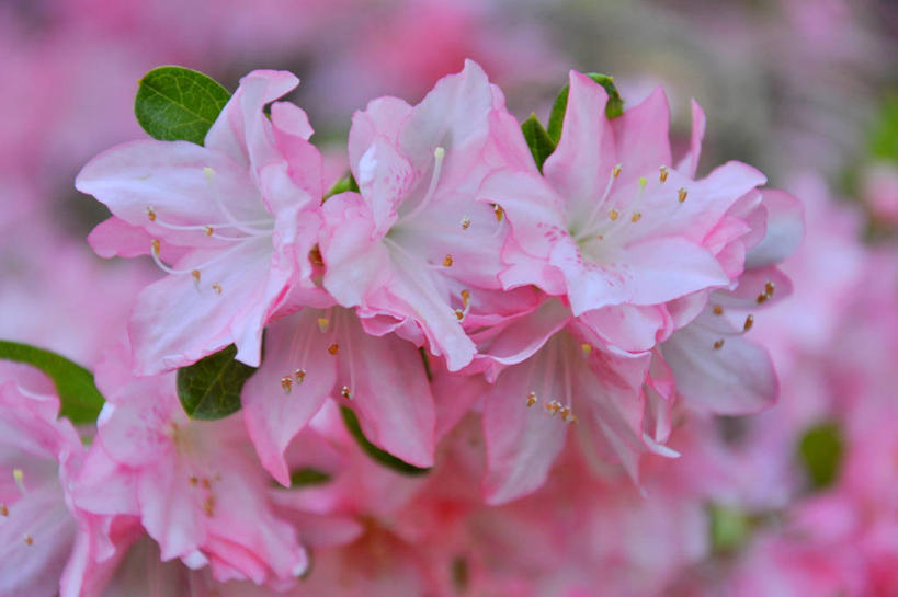 无人,横图,室外,白天,杜鹃花,叶子,美国,胸花,串,花,粉色,自然,摄影,脆弱,清新,彩图