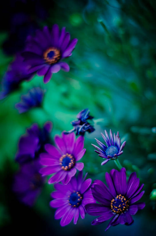 无人,竖图,室外,白天,英国,雏菊,花,花瓣,紫色,自然,摄影,生长,脆弱,清新,彩图