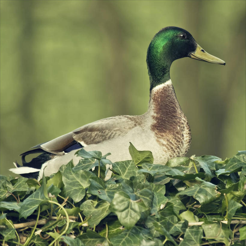 无人,方图,室外,白天,侧面,野生动物,英国,鸟类,鸭子,常春藤,绿色,摄影,利兹市,彩图