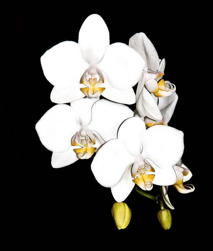 无人,竖图,特写,英国,黑色背景,花,花瓣,白色,摄影,脆弱,雄蕊,清新,兰花,彩图,影棚拍摄