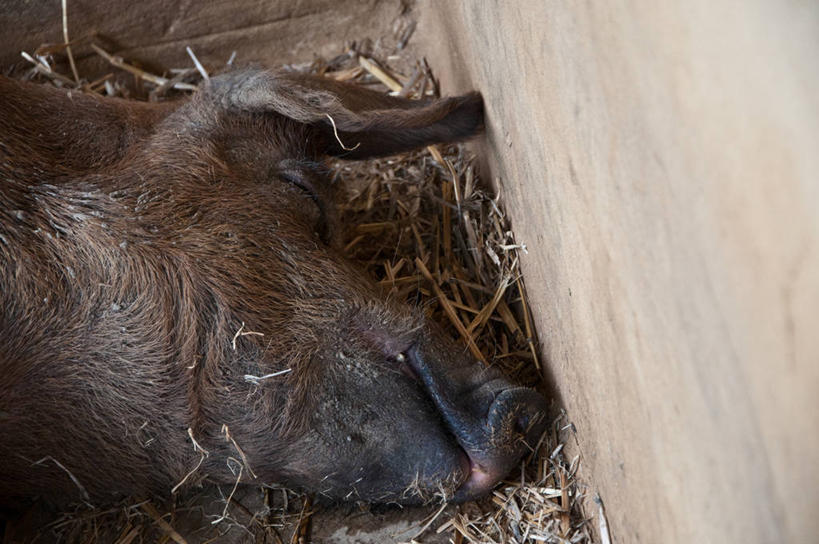 无人,横图,室内,特写,白天,澳大利亚,稻草,家畜,放松,摄影,牲畜,悉尼,新南威尔士,睡觉,彩图