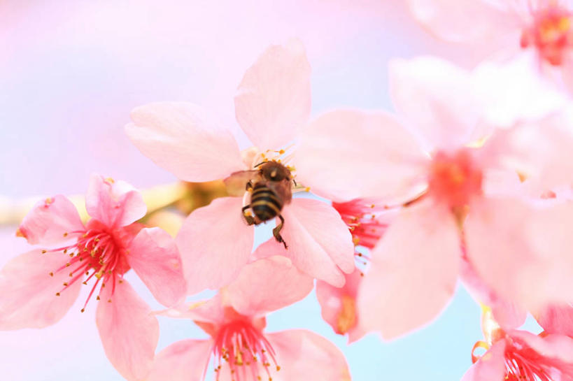 无人,横图,室外,特写,白天,樱花,野生动物,蜜蜂,台湾,昆虫,花,粉色,摄影,脆弱,台中,彩图
