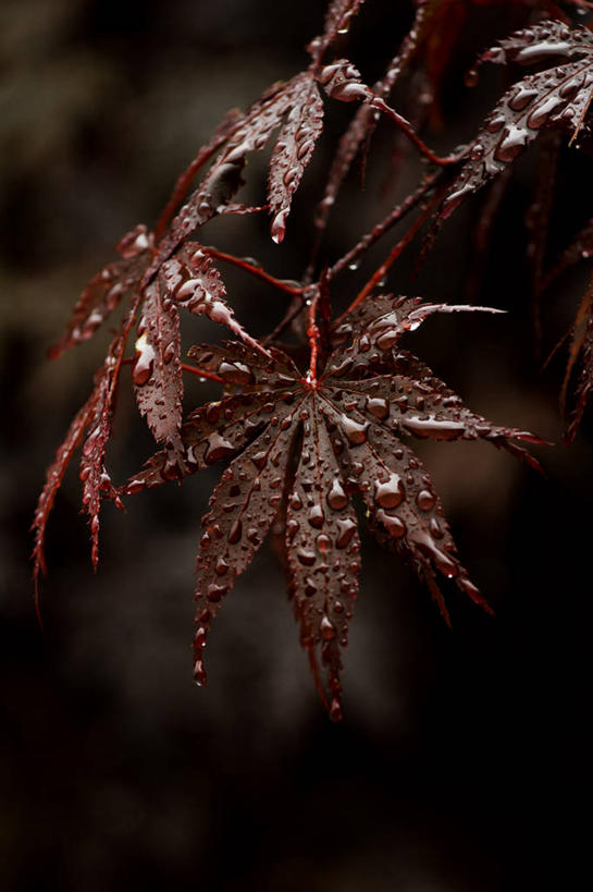 无人,竖图,室外,特写,白天,叶子,韩国,湿,水滴,枫叶,红色,自然,摄影,脆弱,清新,鸡爪枫,彩图