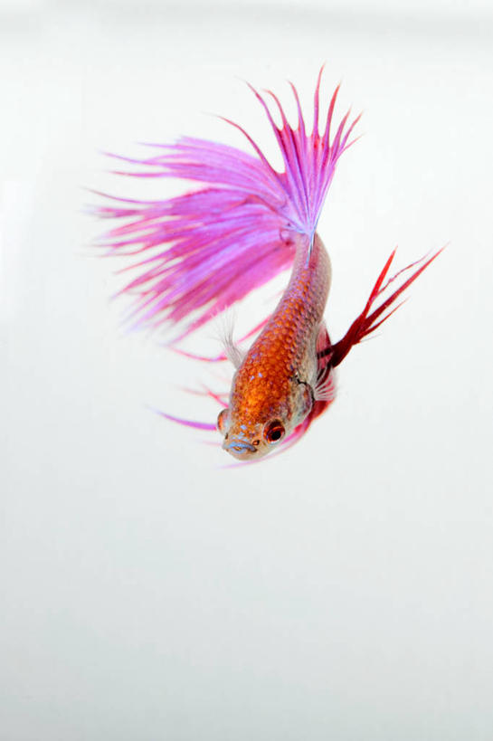 无人,竖图,特写,白色背景,水下,上海,金鱼,鱼类,摄影,彩图,影棚拍摄