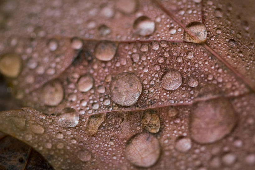 无人,横图,室外,特写,白天,雨,加拿大,湿,水滴,枫叶,天气,雨滴,摄影,改变,秋天,彩图