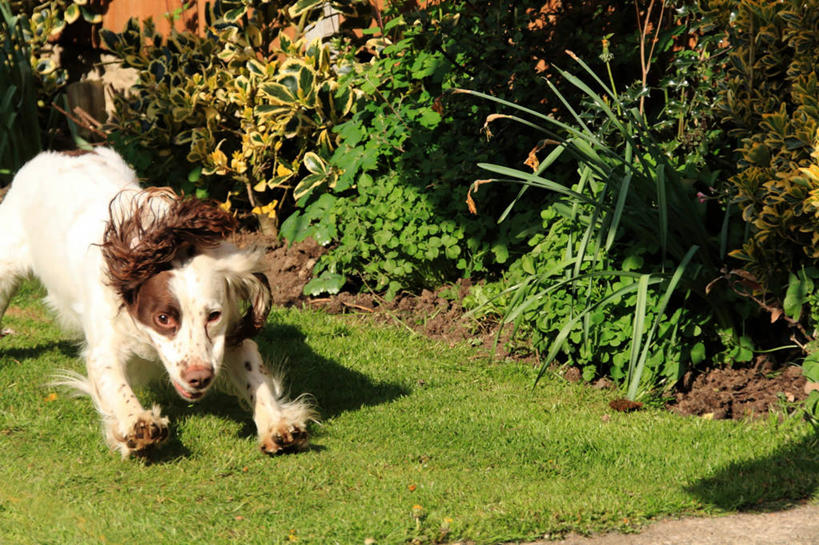 无人,跑,横图,室外,白天,宠物,狗,英国,欧洲,光,英格兰,草,家畜,活力,摄影,西欧,肖像,大不列颠,大不列颠及北爱尔兰联合王国,大不列颠及爱尔兰联合王国,英吉利,南约克郡,彩图,约克郡.亨伯,斯普林斯班尼犬,大不列颠王国,大英帝国,联合王国,日不落帝国,唐克斯特