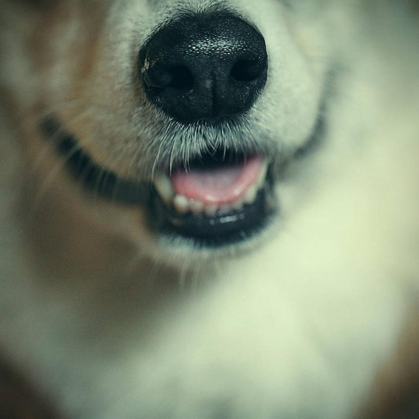 无人,方图,特写,宠物,狗,加拿大,柯基犬,威尔士柯基犬,动物,家畜,可爱,摄影,牧羊犬,部分,多伦多,忠诚,彭布罗克柯基犬,彭布罗克威尔士柯基犬,犬,彩图