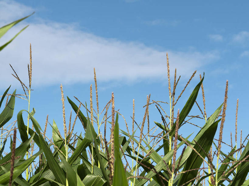 无人,横图,室外,特写,白天,农业,荷兰,田地,云,谷类,天空,自然,摄影,宁静,彩图