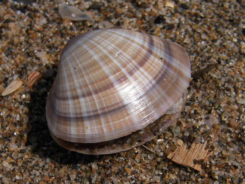 无人,横图,室外,特写,白天,贝壳,法国,沙子,摄影,埃罗,彩图