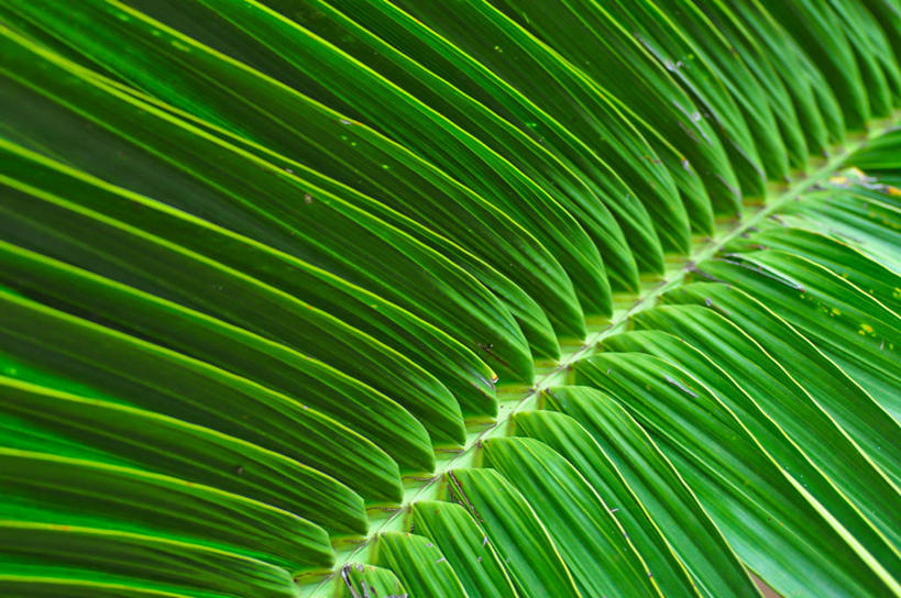 无人,横图,室外,特写,白天,背景,叶子,美国,绿色,摄影,脆弱,棕榈叶,夏威夷群岛,太平洋岛屿,彩图,全画面,全框架,全帧,全画幅