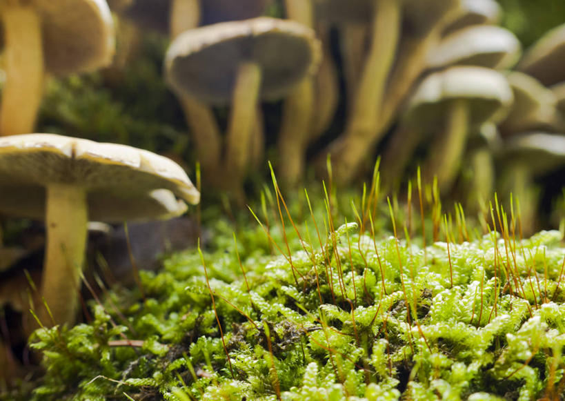 无人,横图,室外,白天,荷兰,蘑菇,苔藓,自然,摄影,生长,真菌,彩图