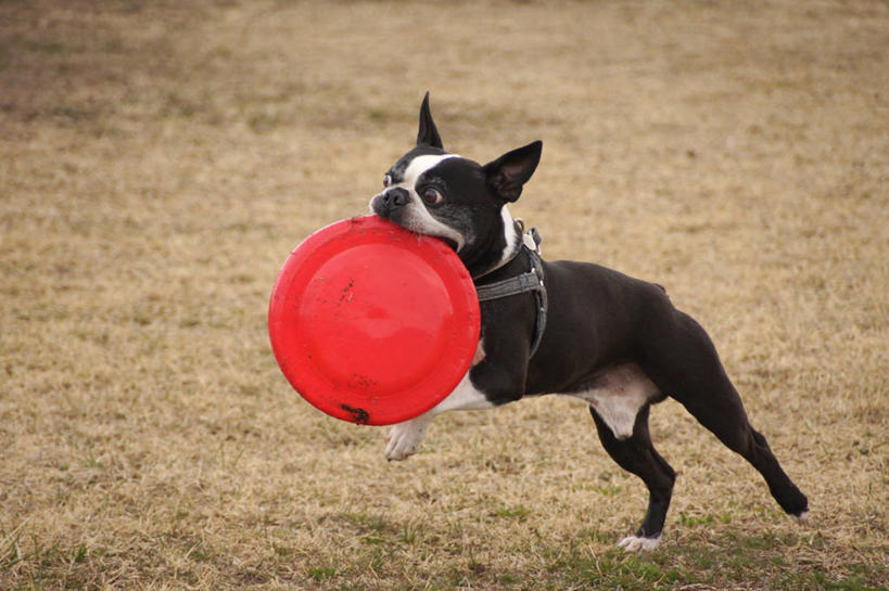 无人,横图,室外,白天,宠物,狗,长野县,日光,日本,小的,草,飞盘,家畜,摄影,彩图,波士顿猎犬